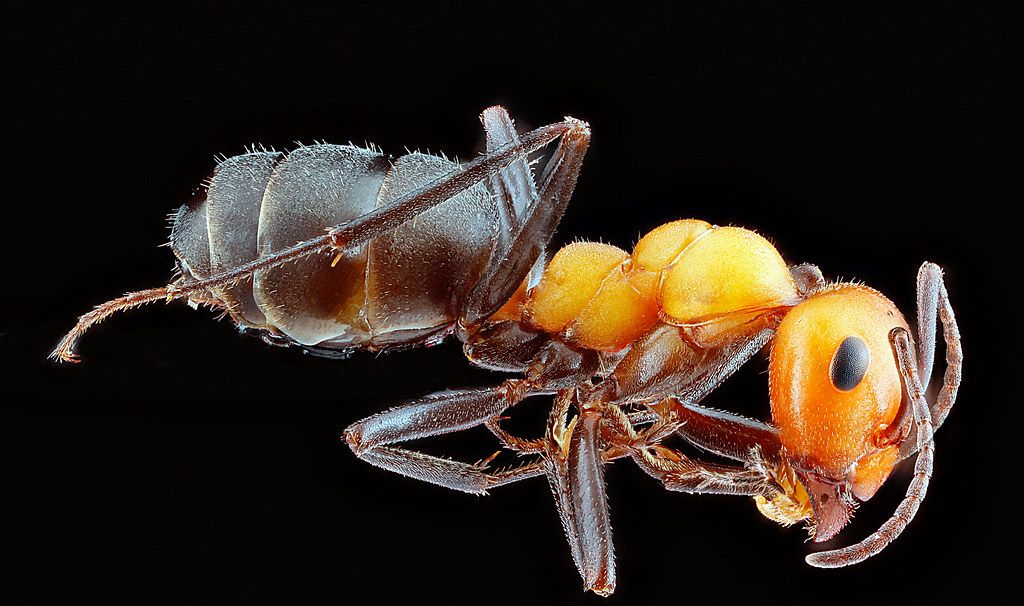 Ant Control service in Dundalk, MD