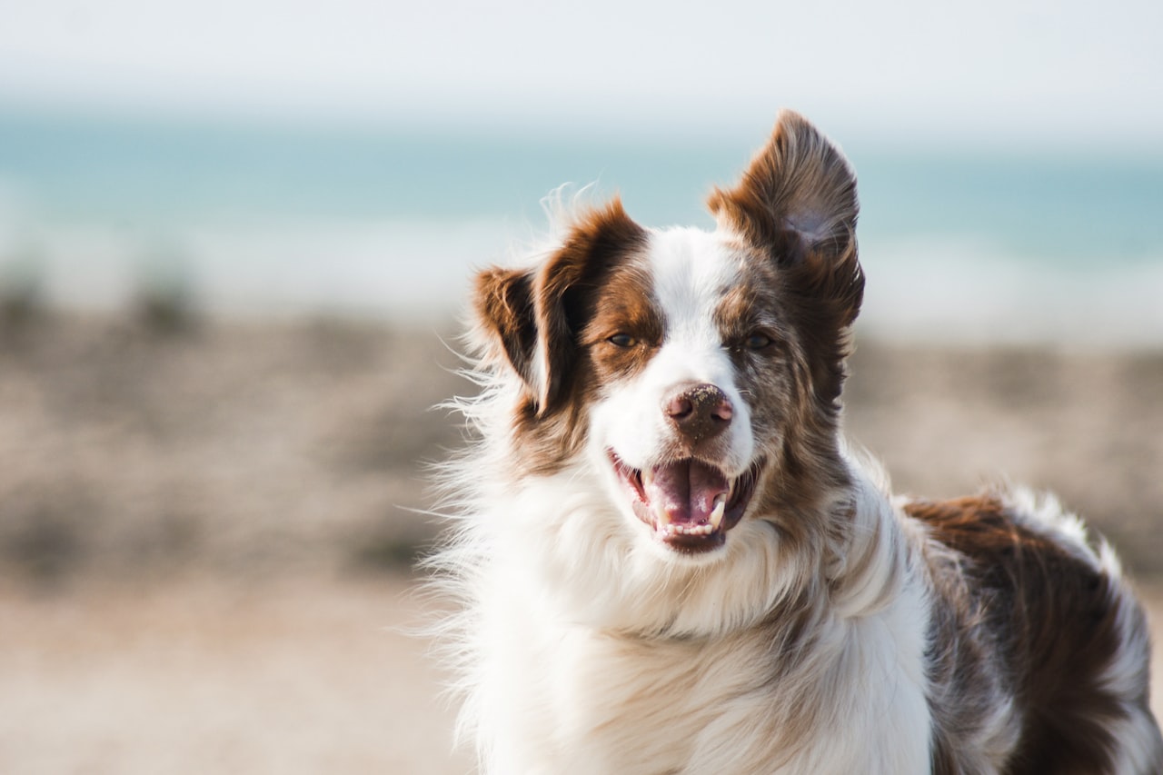 Flea & Tick Control service in Dundalk, MD