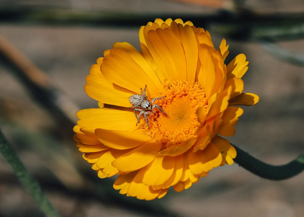 Spider Control service in Dundalk, MD